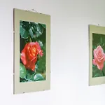 Wilson's Rosengarden Operated By Hostguides *