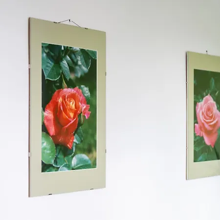 Wilson's Center Rosengarden *